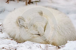 Arctic fox rests in the snow with its eyes closed