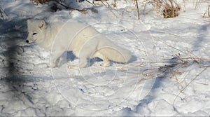 Arctic Fox Roaming Thru Winter Environment