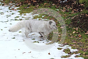 Arctic fox