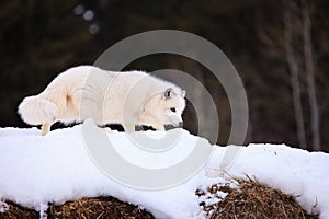 Arctic fox searching for prey during winter