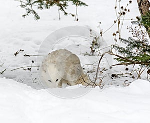 Arctic fox in seasonal moulting burrowing the soil looking for food