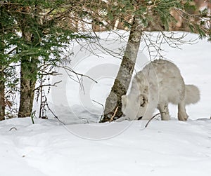 Arctic fox in seasonal moulting burrowing the soil looking for food photo