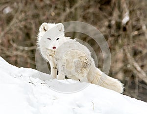 Arctic fox in seasonal moulting posing on a hill for the camera photo