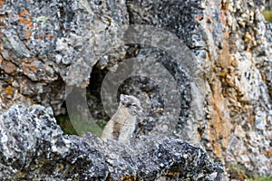 The Arctic fox sits under a rock near its hole