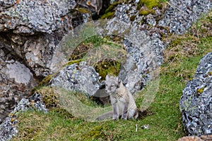 The Arctic fox sits under a rock near its hole