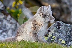 The Arctic fox sits under a rock near its hole