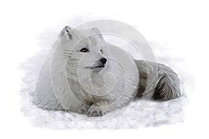 Arctic fox sitting in the snow. Painting