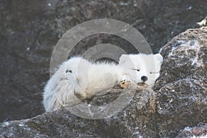 Arctic fox is sleeping on the rock.