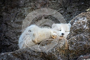 Arctic fox is sleeping on the rock.