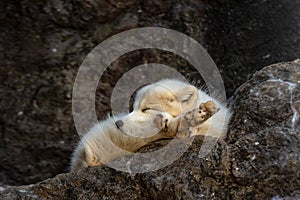 Arctic fox is sleeping on the rock.