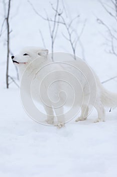 Arctic Fox in the snow