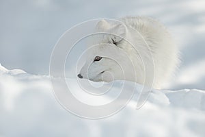 Arctic Fox in Snow