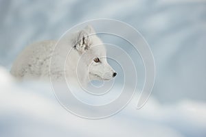 An Arctic Fox in Snow.