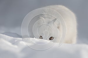 An Arctic Fox in Snow looking at the camera.