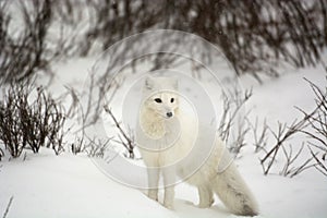 Arktický liška 