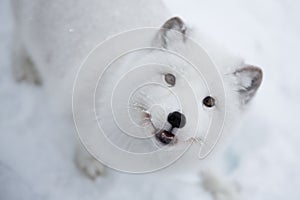 Arctic fox in the snow in Norway