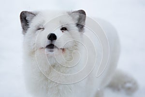 Arctic fox in the snow in Norway