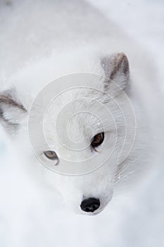 Arctic fox in the snow in Norway