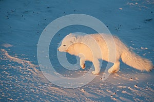 Arctic fox in the snow