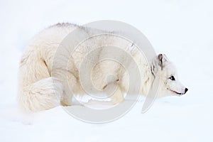 Arctic Fox in Snow photo