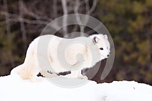 Arctic fox standing broadside photo