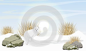 Arctic fox stands in the snow near the stones and dry grass. Arctic animal. Vulpes lagopus, white, polar or snow fox