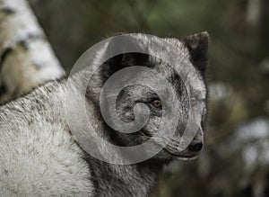 Arctic fox portrait