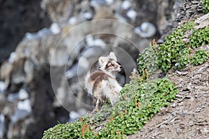 An Arctic fox, in summer coat, north of Svalbard in the Arctic