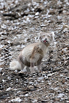 An Arctic fox, in summer coat, north of Svalbard in the Arctic