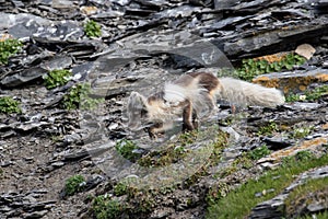 An Arctic fox, in summer coat, north of Svalbard in the Arctic