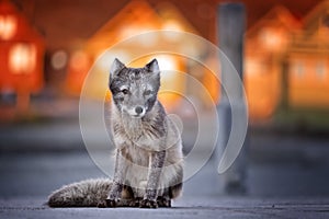 Arctic Fox, sunset light, Longyearbyen, Svalbard