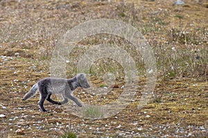 Arctic fox in Svalbard Spitzbergen