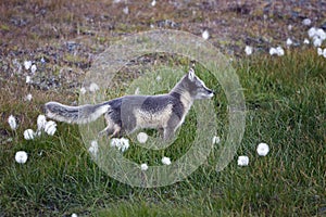 Arctic fox in Svalbard, summer