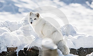 Arctic Fox Under the Sun in Winter