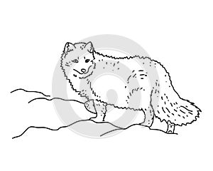 Arctic fox. Vector illustration.