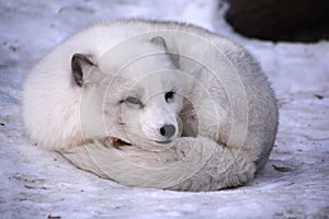 Arctic fox Vulpelagopus, also known as the white, polar or snow fox,