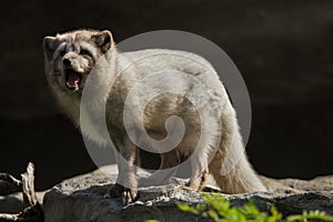 Arctic fox Vulpes lagopus