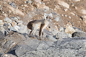 Arctic fox Vulpes lagopus also known as polar fox in summer