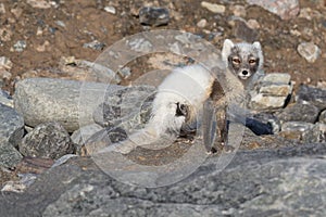 Arctic fox Vulpes lagopus also known as polar fox in summer