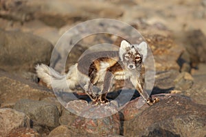 Arctic fox Vulpes lagopus also known as polar fox in summer