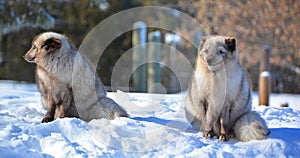 Arctic fox Vulpes lagopus, also known as the white, polar or snow fox,