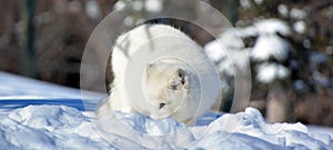 Arctic fox Vulpes lagopus, also known as the white, polar or snow fox