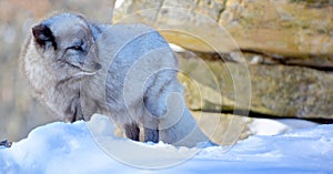 Arctic fox Vulpes lagopus, also known as the white, polar or snow fox