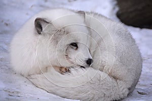 Arctic fox photo