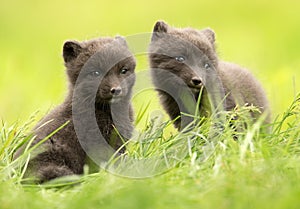 Arctic fox Vulpes lagopus cubs photo