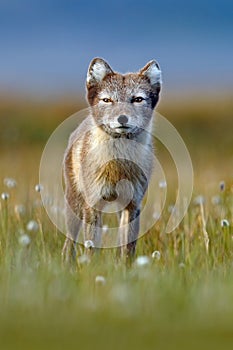 Arctic Fox, Vulpes lagopus, cute animal portrait in the nature habitat, grass meadow with flowers, Svalbard, Norway