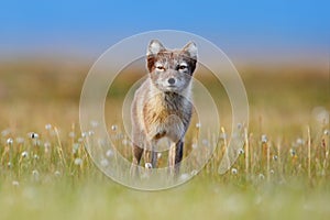 Arctic Fox, Vulpes lagopus, cute animal portrait in the nature habitat, grassy meadow with flowers, Svalbard, Norway. Beautiful