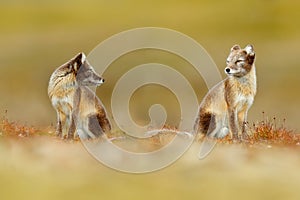 Arctic Fox, Vulpes lagopus, cute animal portrait in the nature habitat, grassy meadow with flowers, Svalbard, Norway. Beautiful