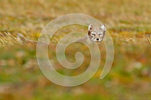 Arctic Fox, Vulpes lagopus, cute animal portrait in the nature habitat, grassy meadow with flowers, Svalbard, Norway. Beautiful