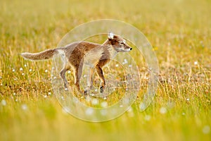 Arctic Fox, Vulpes lagopus, cute animal portrait in the nature habitat, grassy meadow with flowers, Svalbard, Norway. Beautiful